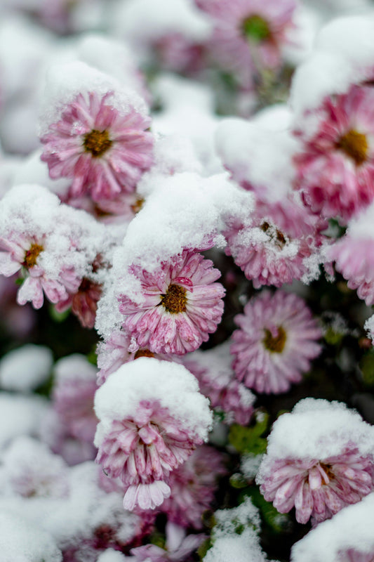 Winter Flowers and Plants That Bring Life to a Cold Season Garden