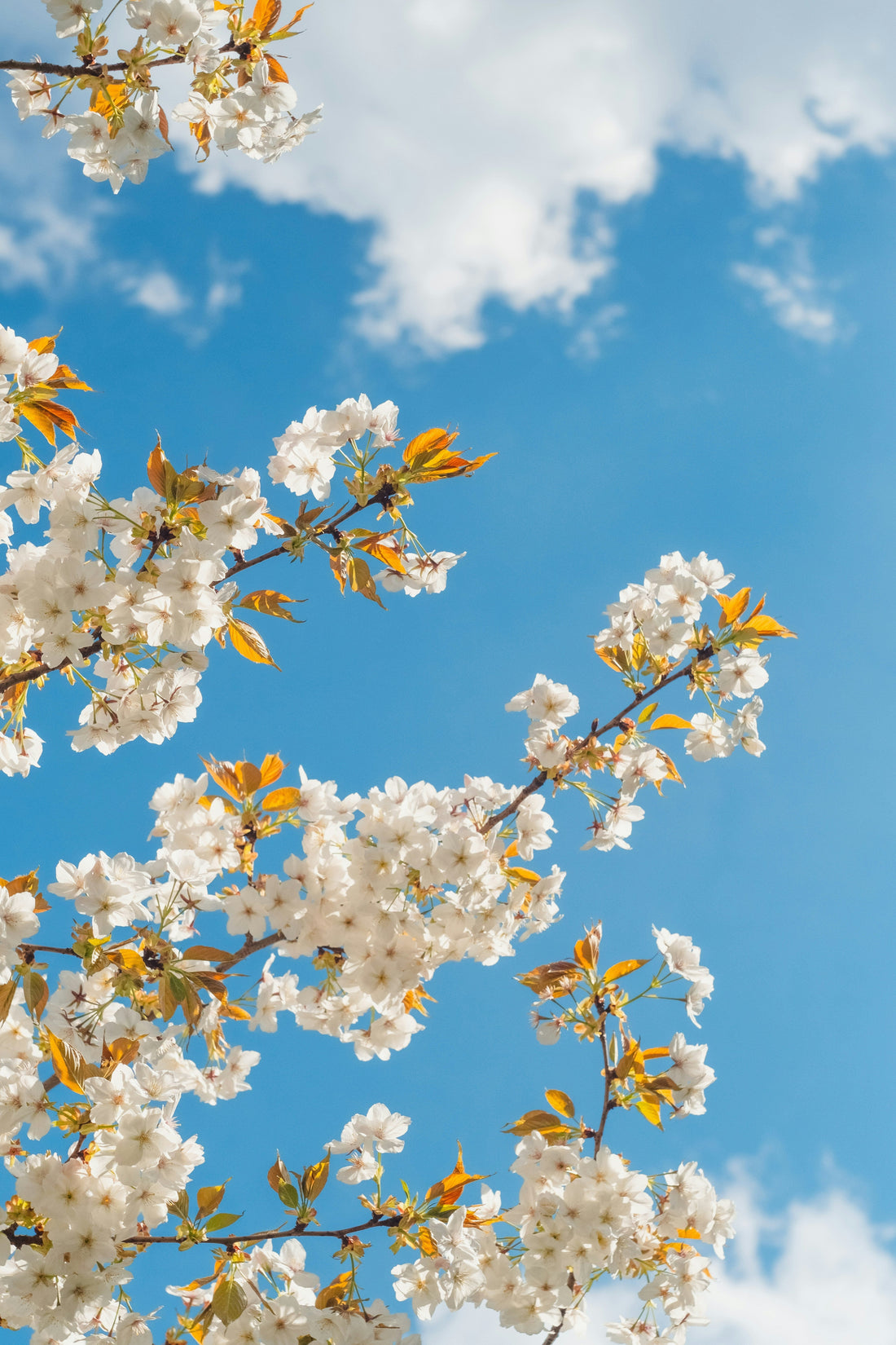 Best Flowers to Plant in Spring for a Colorful Front Yard
