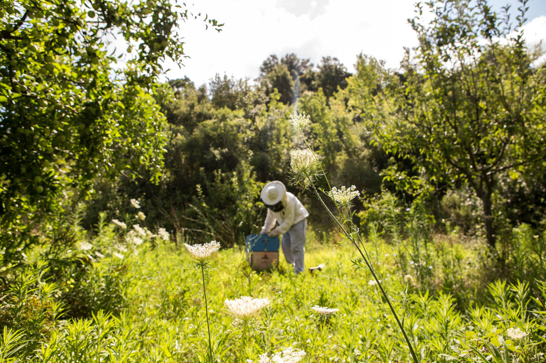 How to Select Eco-Friendly Cleaning Products