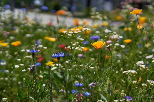 Summer Flowers That Thrive in the Heat for a Vibrant Landscape