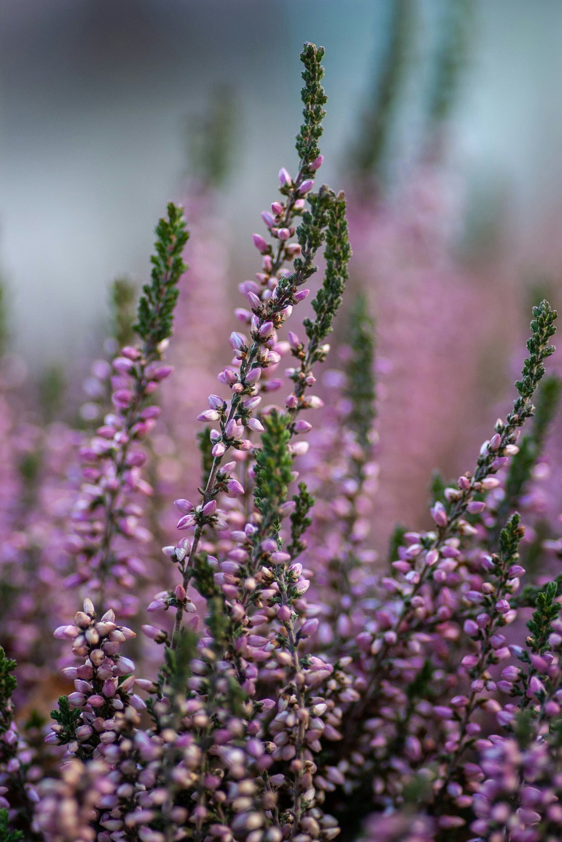 Autumn Flowers to Add Warmth and Seasonal Charm to Your Garden