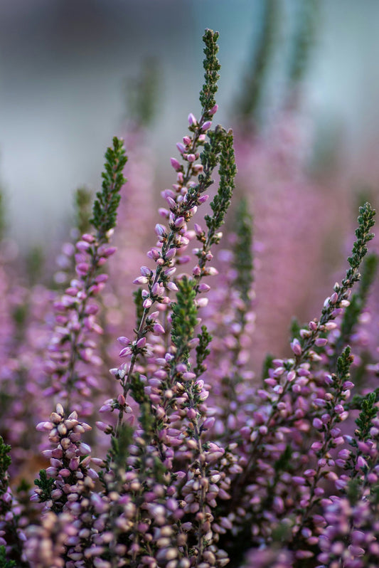Autumn Flowers to Add Warmth and Seasonal Charm to Your Garden