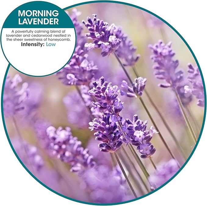 Fresh Products ourfreshe Plug In Air Freshener 30 Day Refills Replace Messy Aerosols with Dry Fragrance For Use in Medium Sized Spaces Morning Lavender 6 Pack