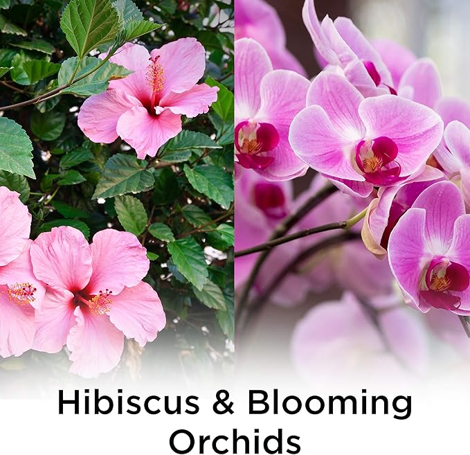 Air Wick Plug in Scented Oil Refill, 5 ct, Hibiscus and Blooming Orchids, Air Freshener, Essential Oils, Spring Collection